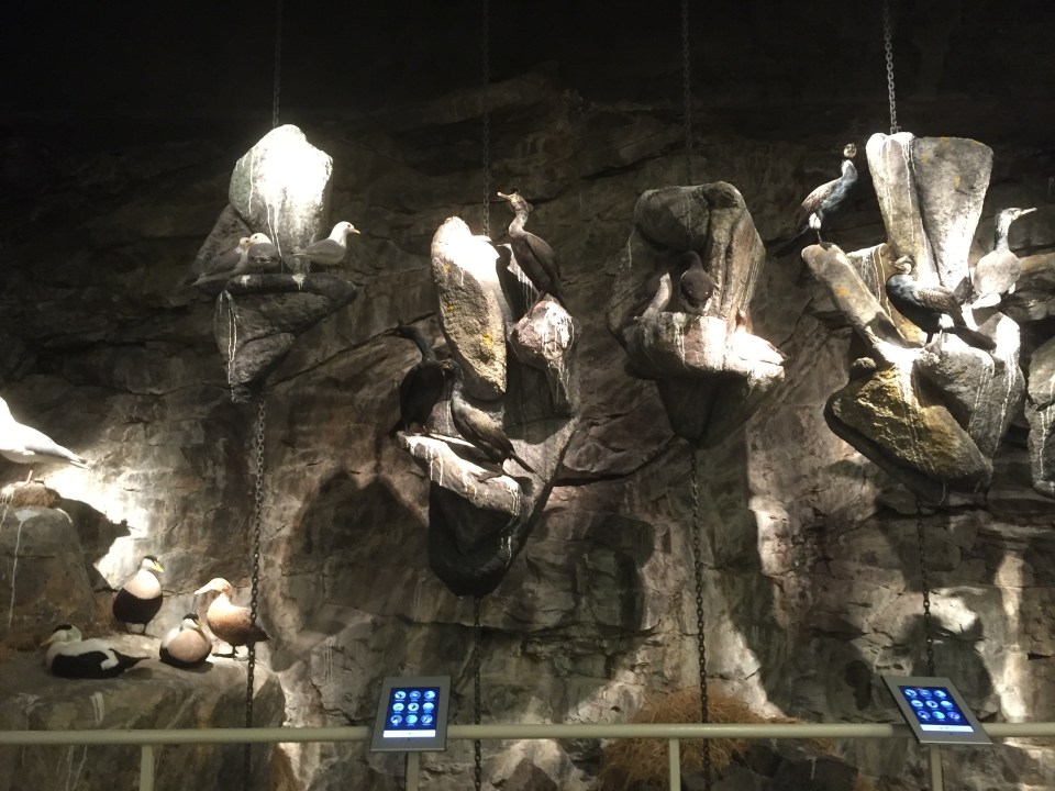 Stuffed birds exhibit