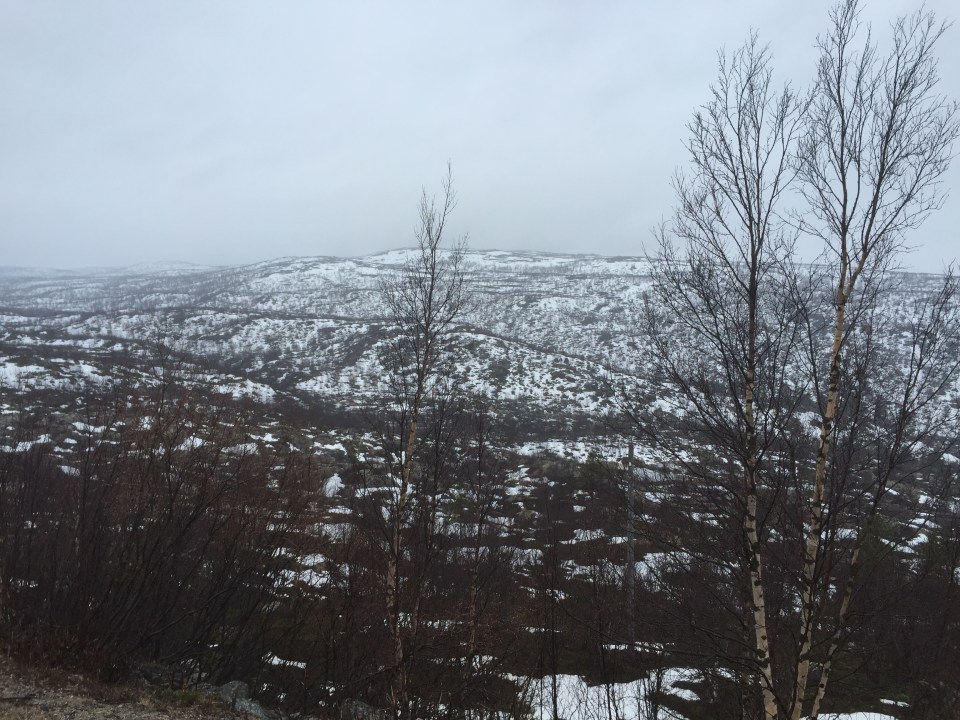 Arctic tundra - silver birch in abundance - bark good for lighting fires incidentally