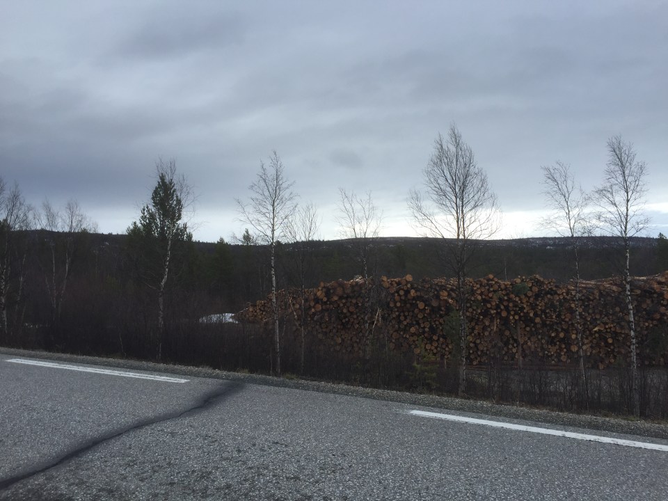 Log piles by the roadside