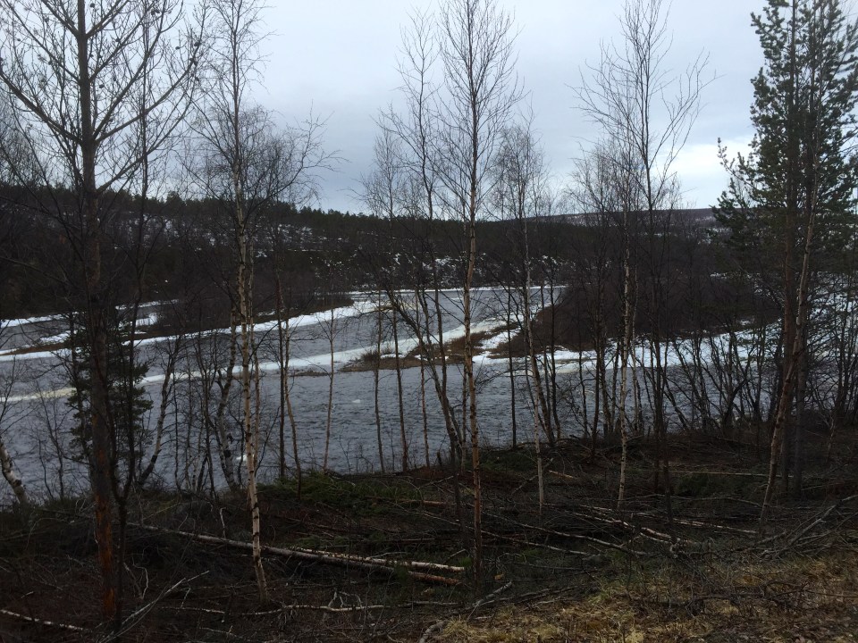 Following the river through pine forested valley