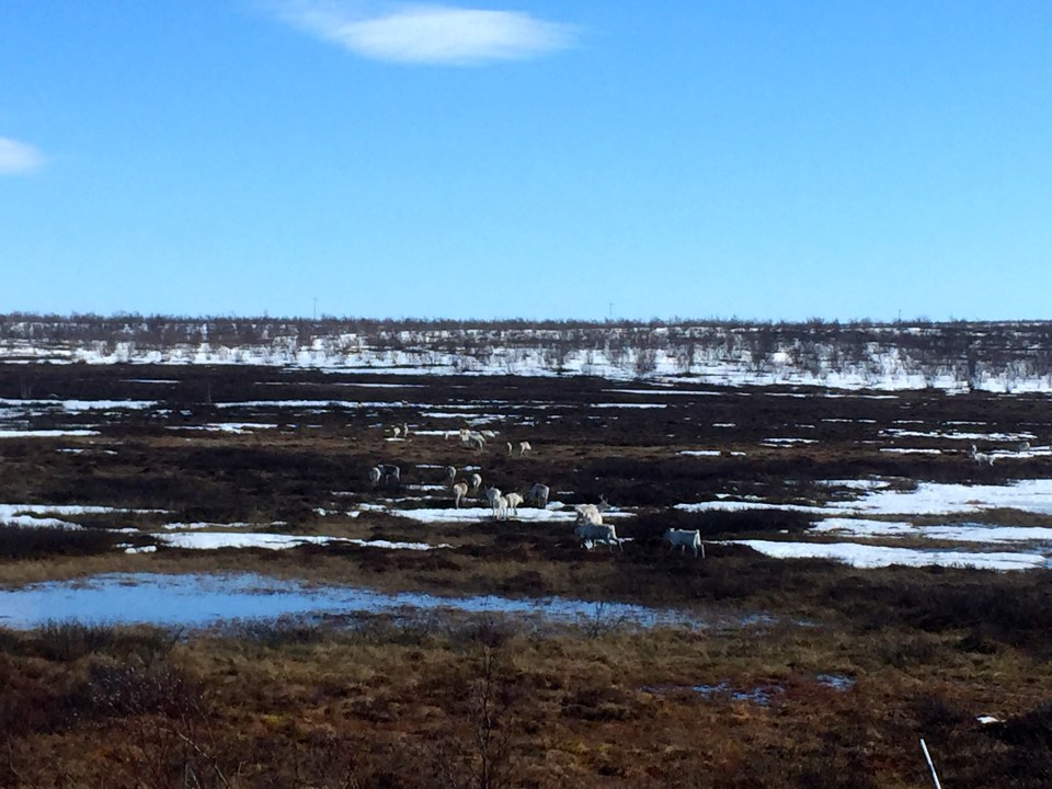 Doing a bit of reindeer herding - so like the sheep in Scotland