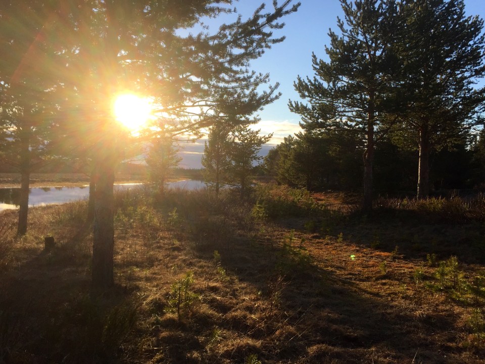 VItangi, sun through the trees