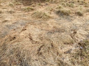 Vole holes, hadn't paid much attention to them yesterday, lesson learned