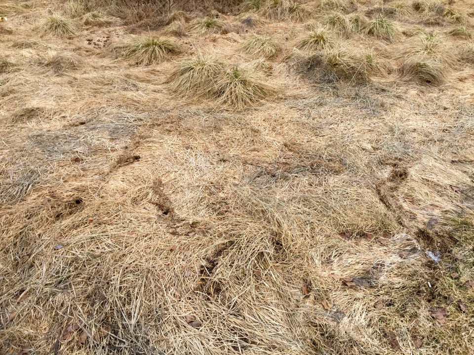 Vole holes, hadn't paid much attention to them yesterday, lesson learned