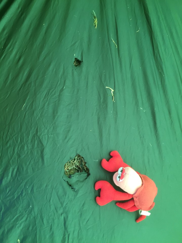 Holes pre-mending, Lobster for scale