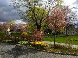 Blossom out in Orsnkaldsvik