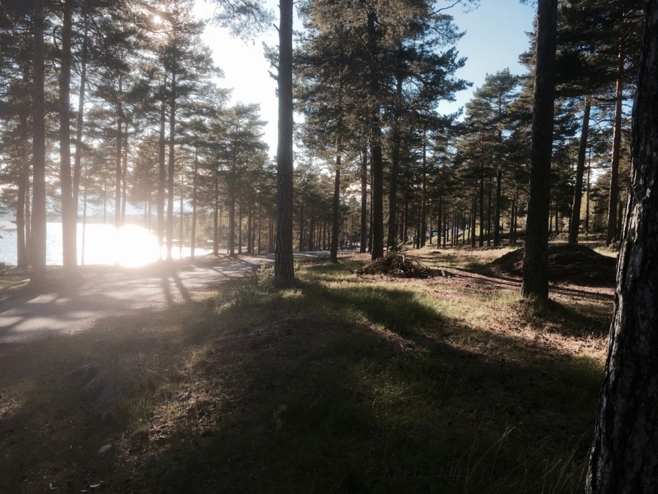 Sunshine through the pines