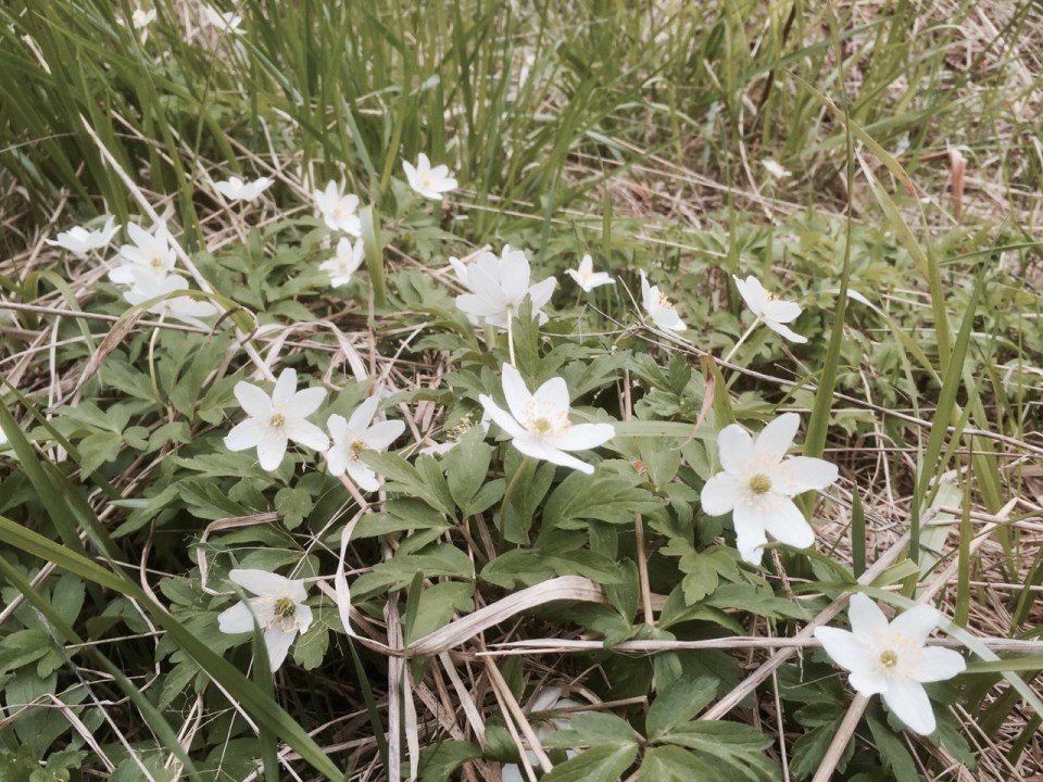 Wood anenomes; loads to be found long the roadsides