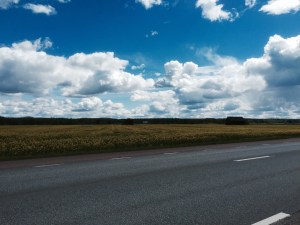 Passing fields full of yellow