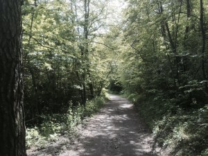 Paths through the trees 2