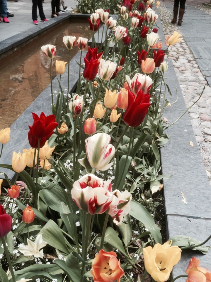 Tulips in bloom