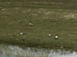 Canada Geese goslings - bit of a tongue twister