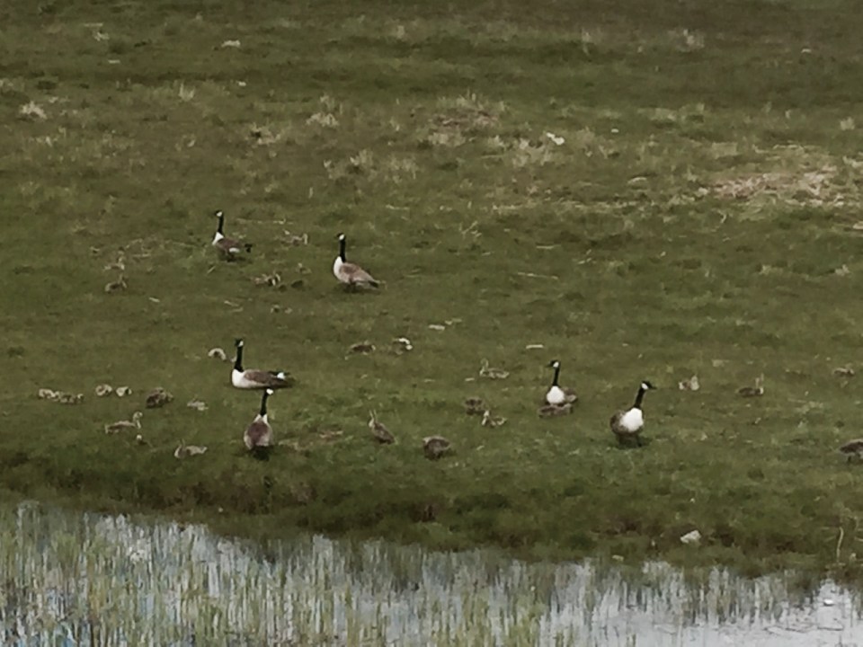 Canada Geese goslings - bit of a tongue twister