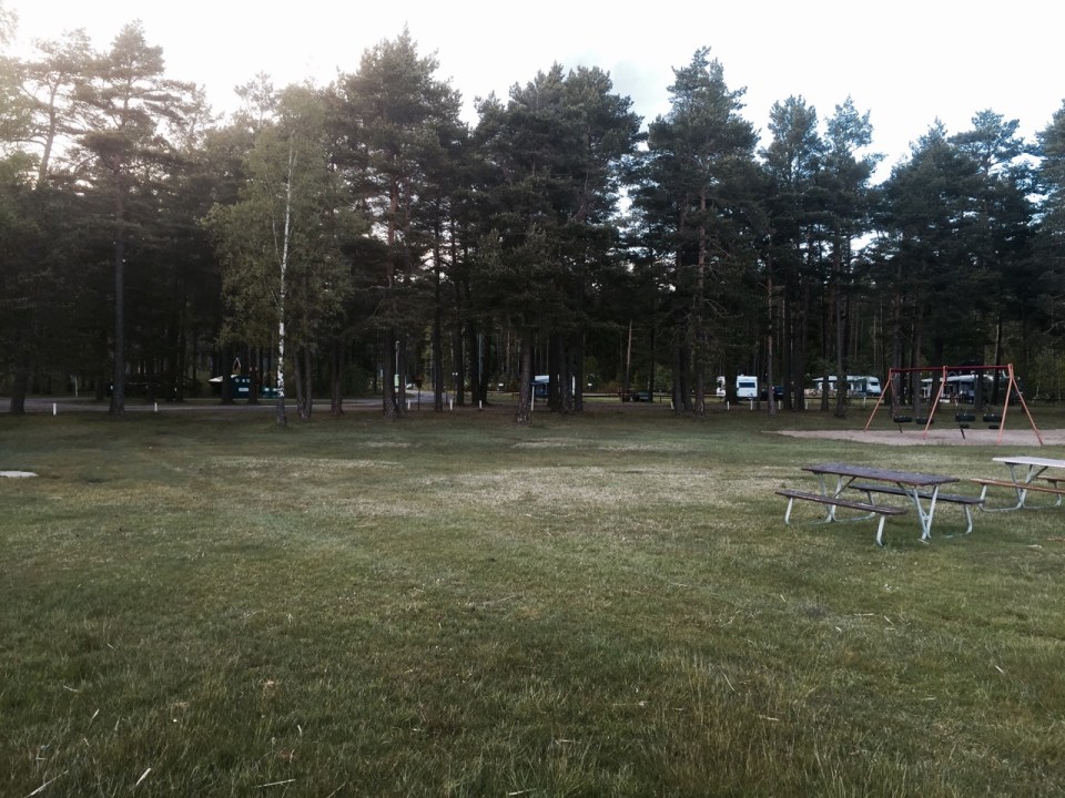 Pine forest camping area