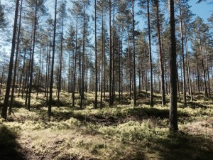 Peaceful in the pines