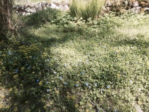 Purple flowers along roadside
