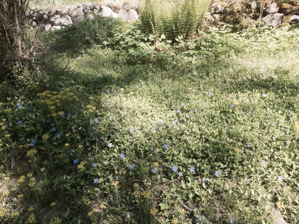 Purple flowers along roadside