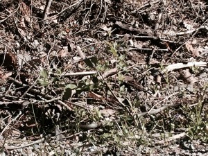 Grass snake slithering along in the sunshine