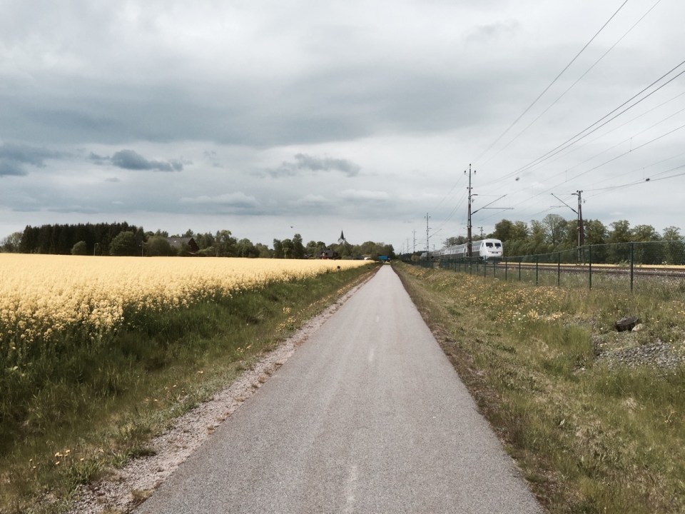 Pedalling past fields of Oilseed Rape again