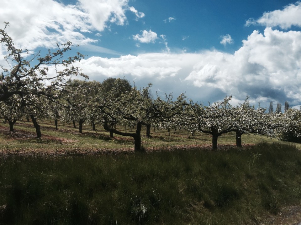 Apple tree orchard - lots of blossom