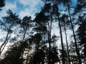 Listening to the trees in Varnamo