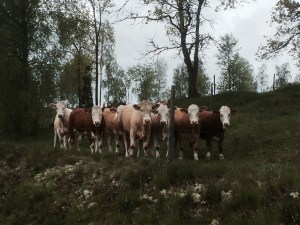 Under scrutiny from a group of cows/bullocks