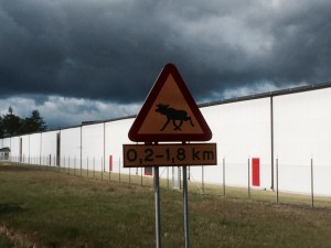 Still not seen a moose in Sweden