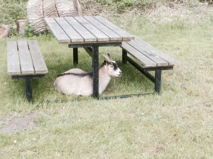 Niva campsite goats - friendly varmints