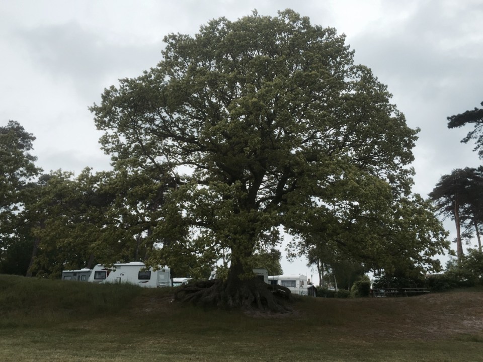 I liked this big Oak Tree
