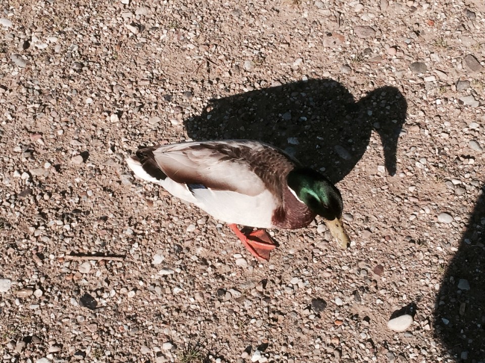 Stalked by Mallards