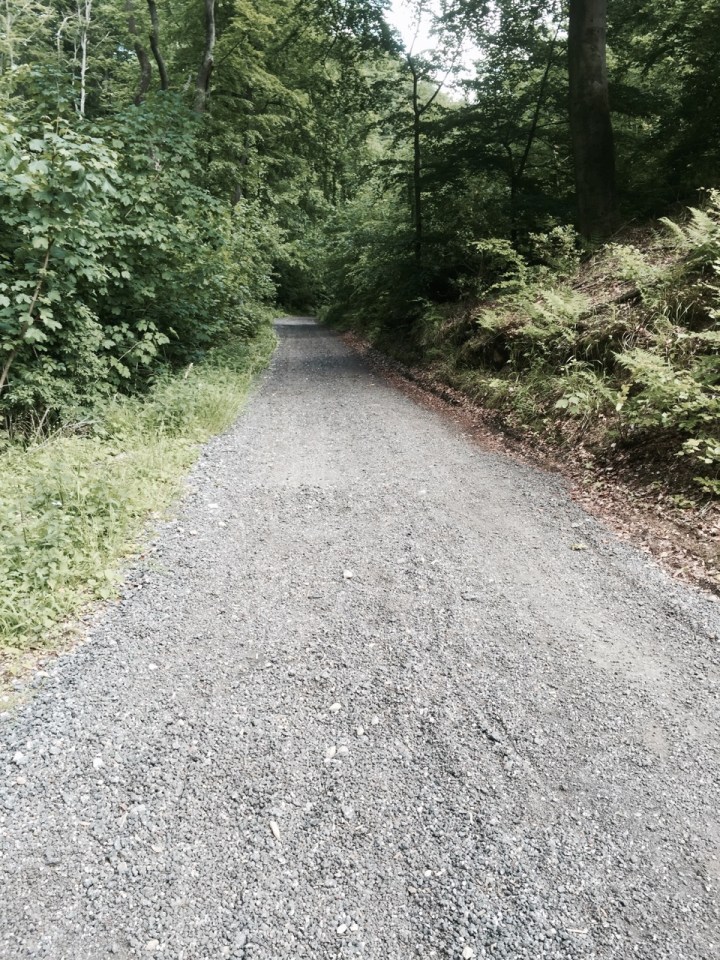 Route 8 - the forest continues