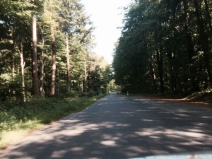 Riding along wooded roads very pleasant and shaded