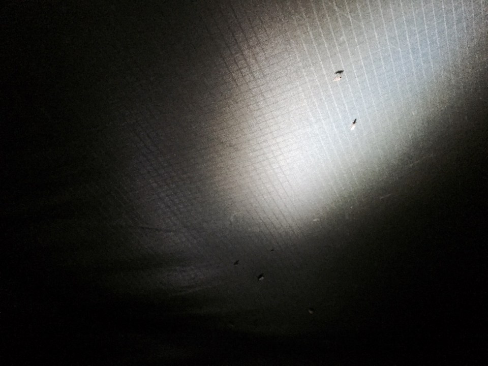 Luring the bugs out of my tent via head torch