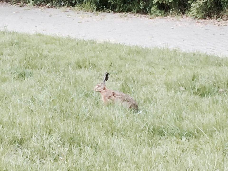 Visit from a Hare in Stadtwaldsee