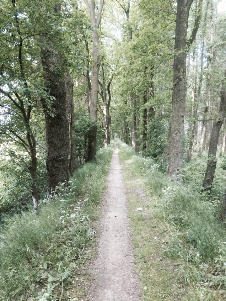 Forest path on way to Meppen - keeping an eye out for tree root ambushes (and Orcs)