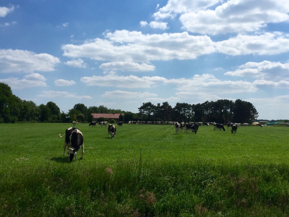 Lots of cows - Lobster happy