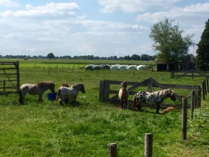 Abundance of ponies - in Germany and Holland