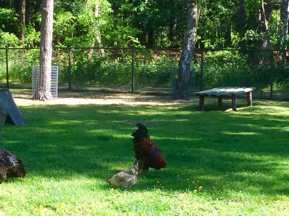 The Besthmenerburg Cockerel