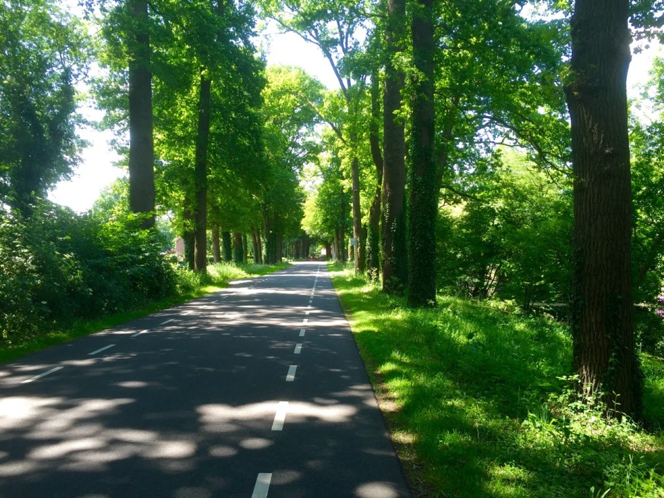 More quiet cycle routes through shaded woodland