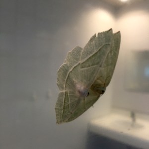 Interesting moth - nice wing pattern