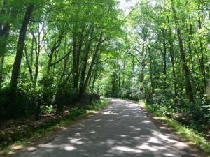 Riding through the trees, sun's out