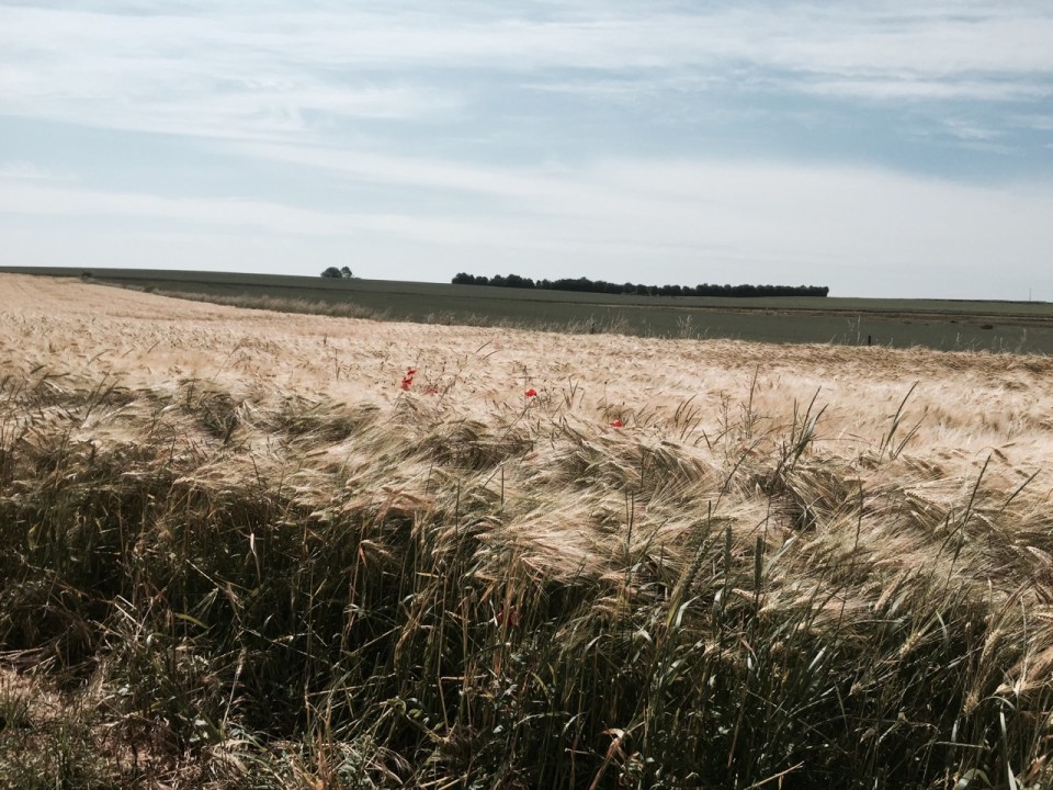 More corn, and poppies
