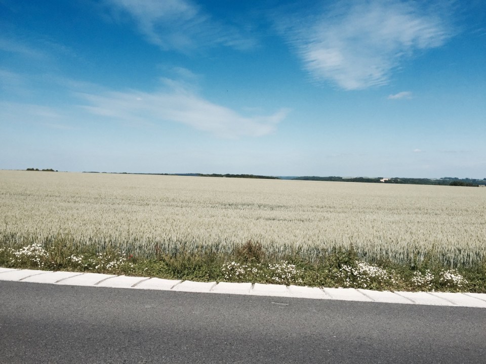 Fields of corn replace trenches