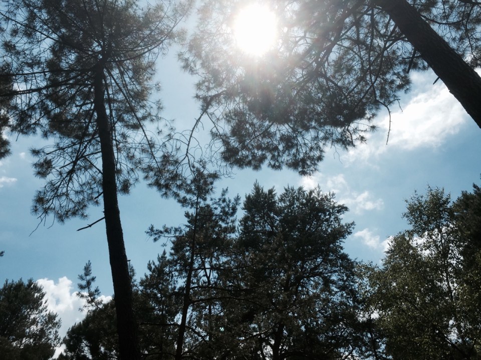 Pines provided some good shade