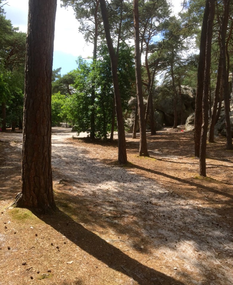 In the pines, in the pines, where the sun...name that song