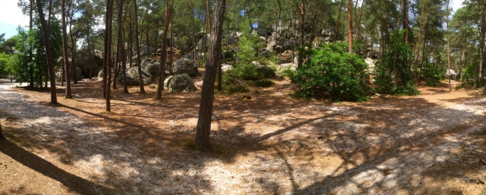 There's an elephant in this forest somewhere