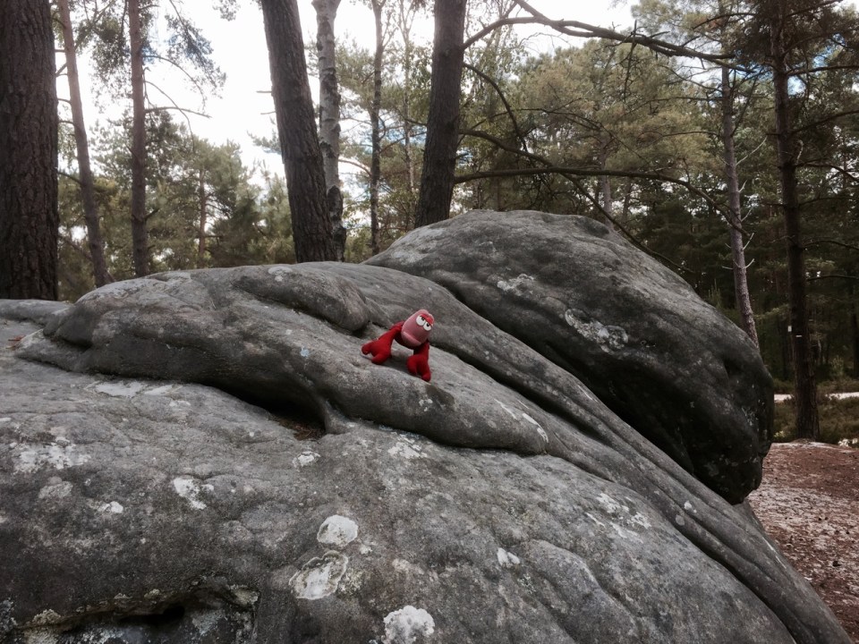 Lobster trying his hand/pincers at some climbing