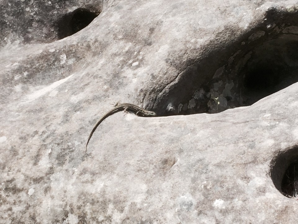 Lizard - there were lots of them scurrying about