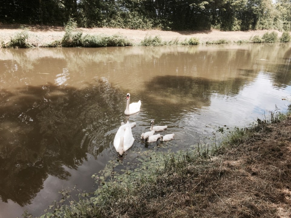 Swans and cygnets