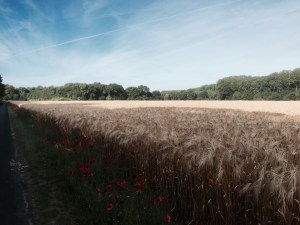 Cycling through more farmland - corn and poppies